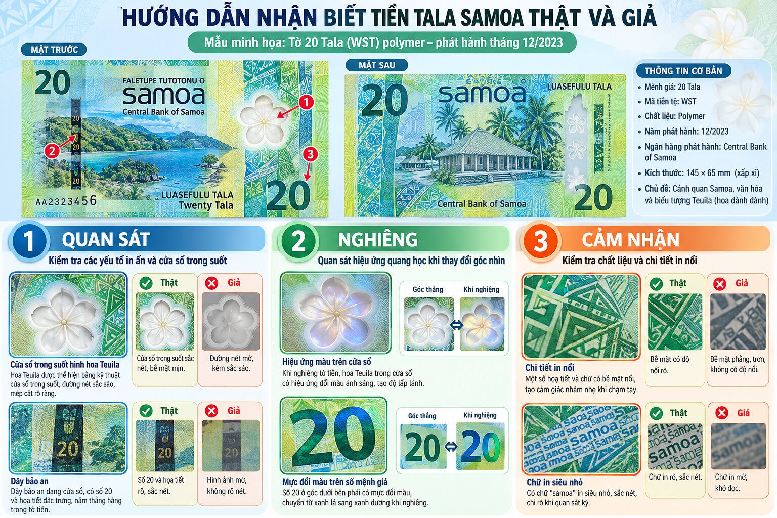 Infographic nhận biết tiền Tala Samoa WST thật và giả qua cửa sổ hoa Teuila, chất liệu polymer, họa tiết bảo an và chi tiết in